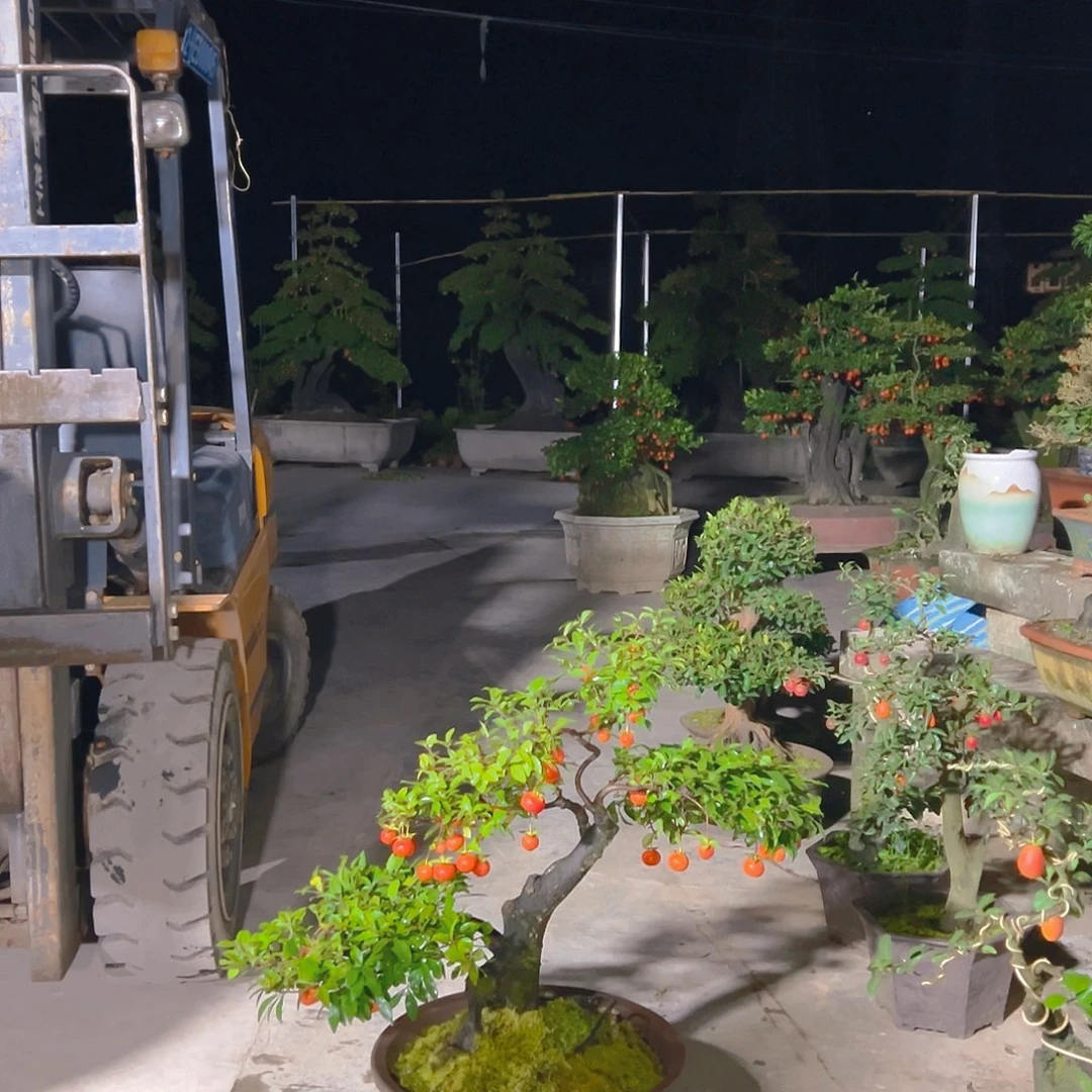 无花朵嫁接金弹子