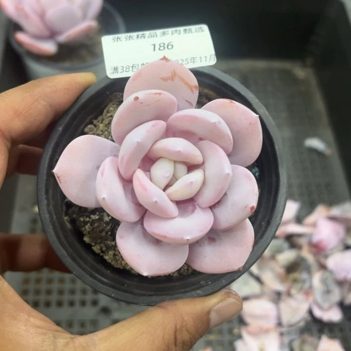 张张精品多肉奶茶甄选186