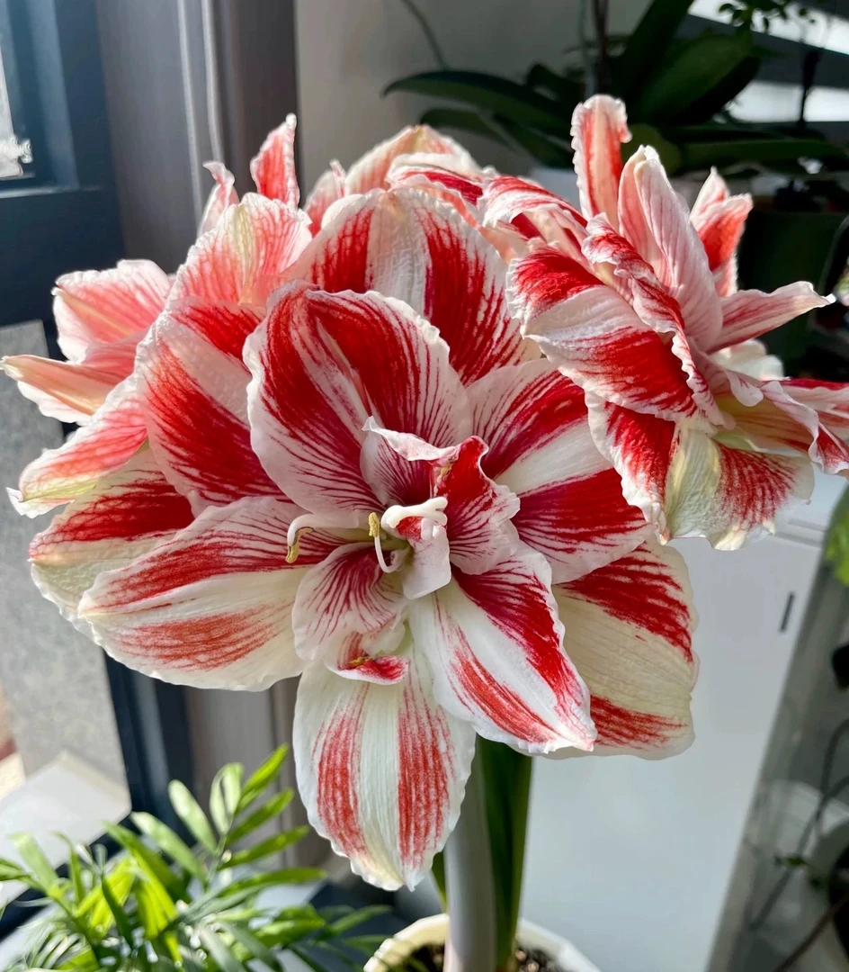 【明亮女神】荷兰进口朱顶红