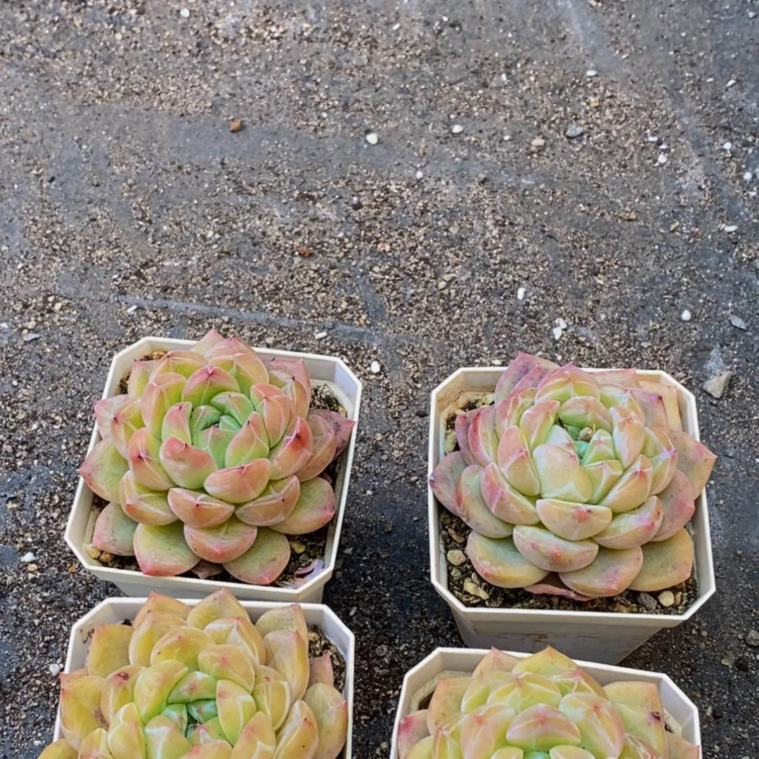 068的人生态度是一种态度，