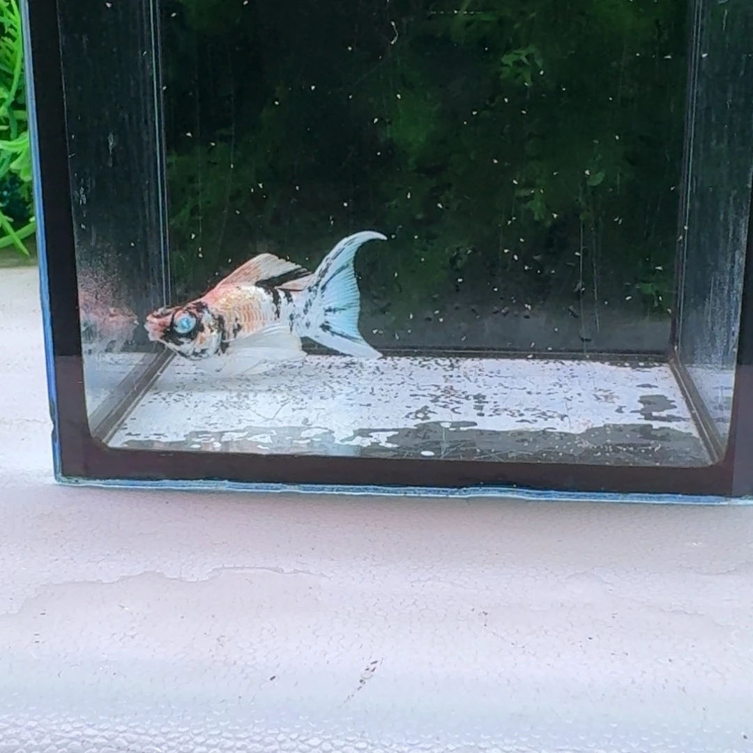 黑玛丽鱼210号玛丽1条