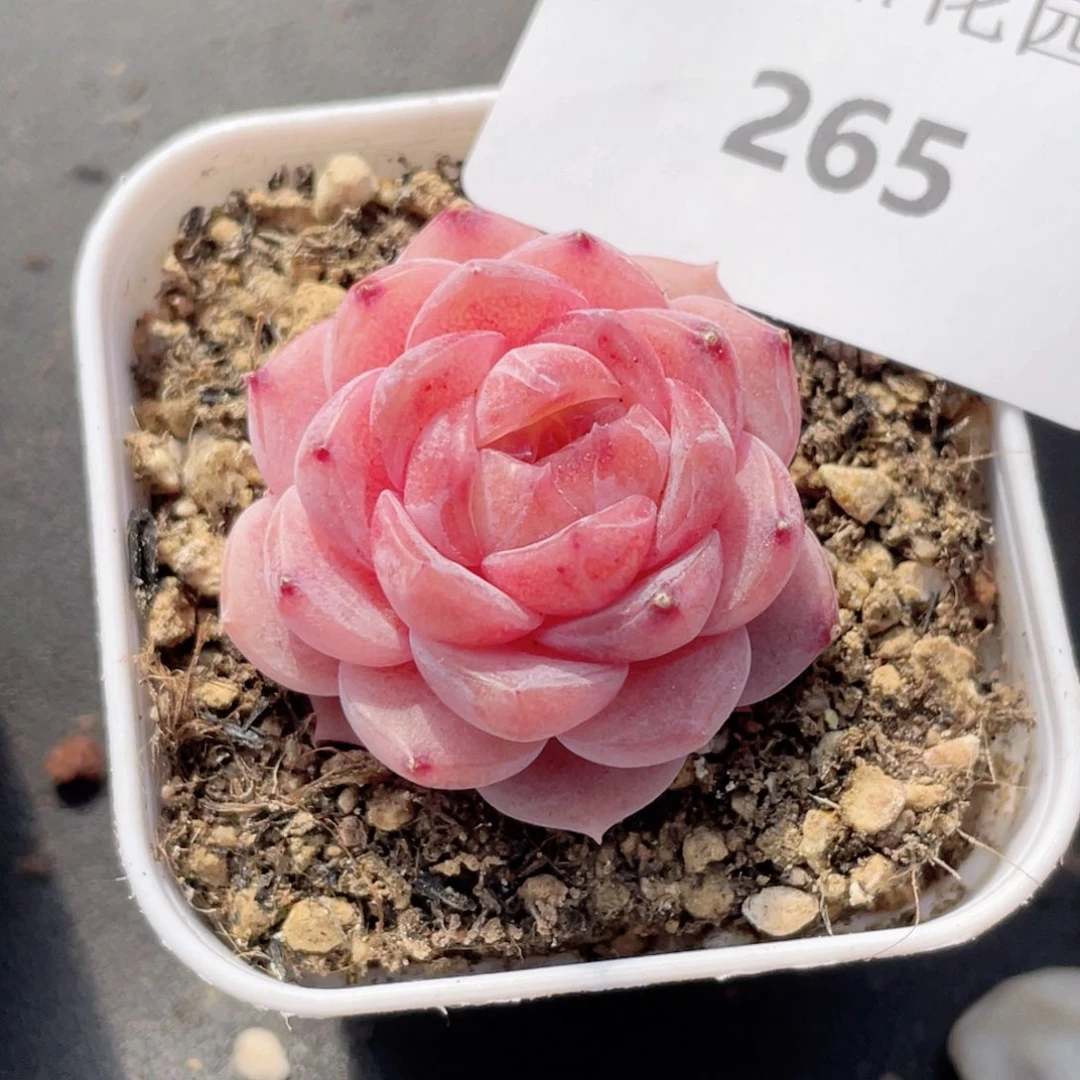 迷***吖265号糖心冰心珍妮