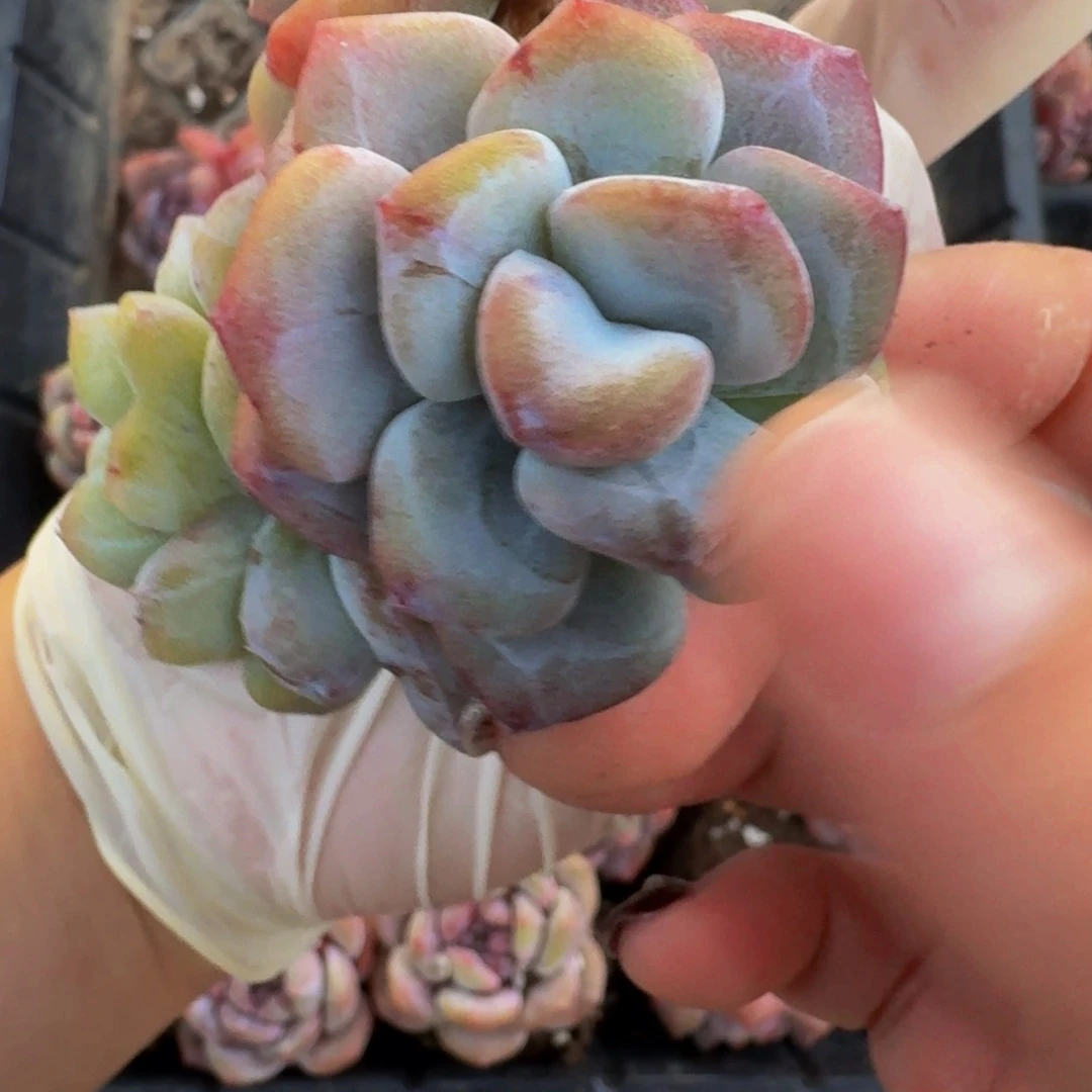 植*哈哈哈哈哈哈哈哈哈