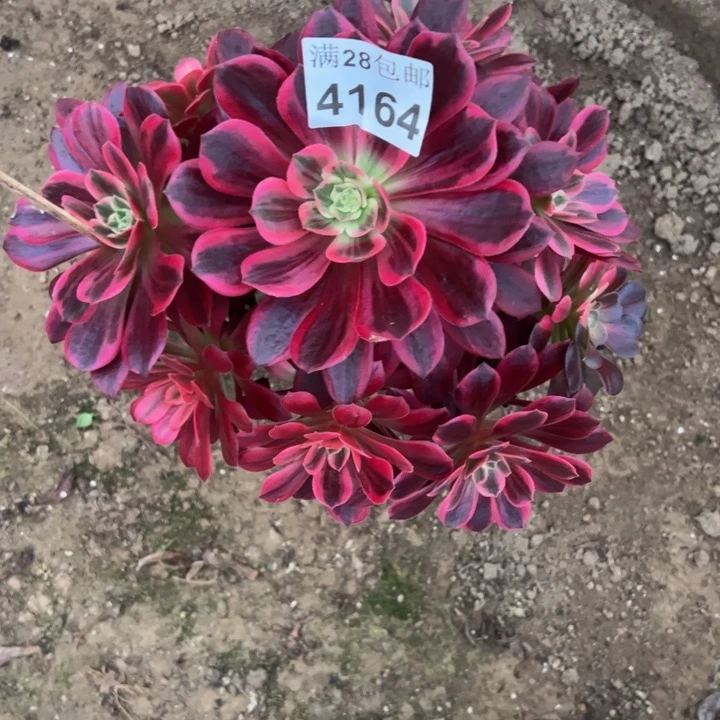 4164婚纱多肉植物