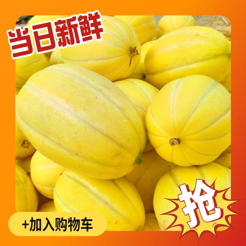 【产地直发】江苏黄金香瓜现摘现发甜瓜蜜瓜老人孕妇婴幼儿清甜脆嫩