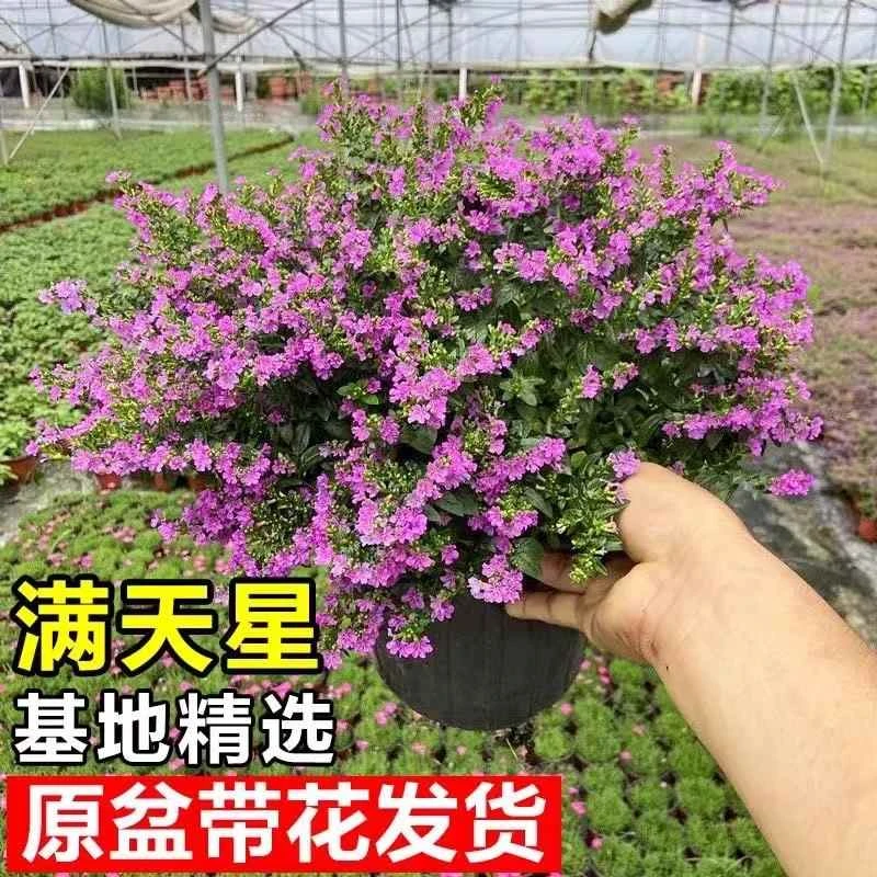 丛生盆栽四季开花室内客厅带盆栽好养带花苞发货观花植物常绿