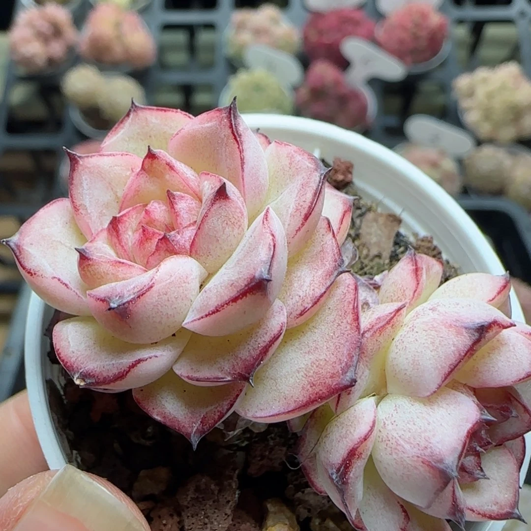 花语逸境0221-813