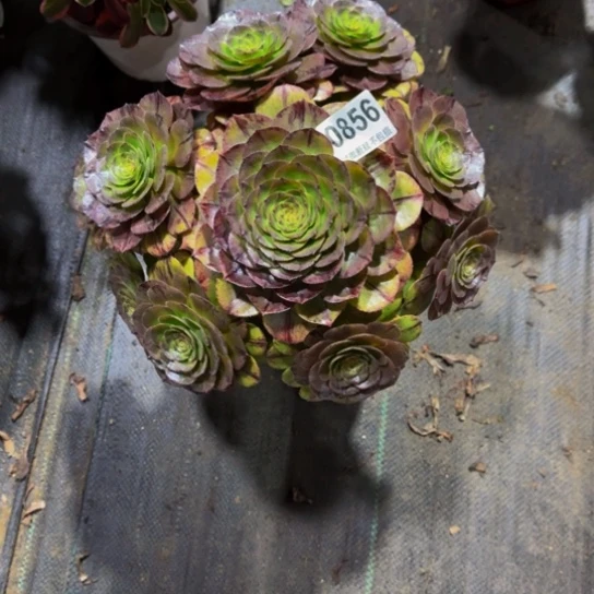 万拉丝08566666666