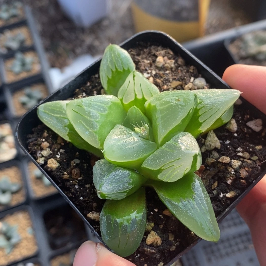 冰城一颗 整点福利