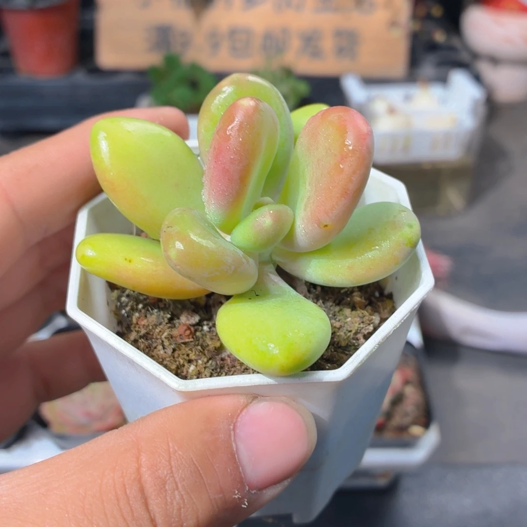 芒果奶多肉9.9包邮发货