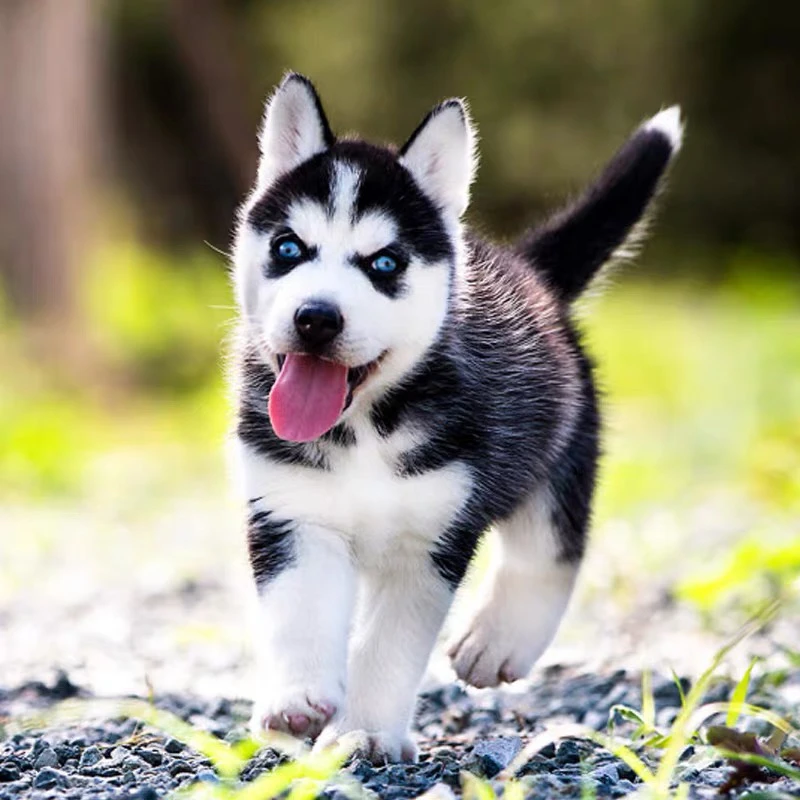 纯种哈士奇幼犬活动三把火哈士奇活体二哈宠物一物一拍