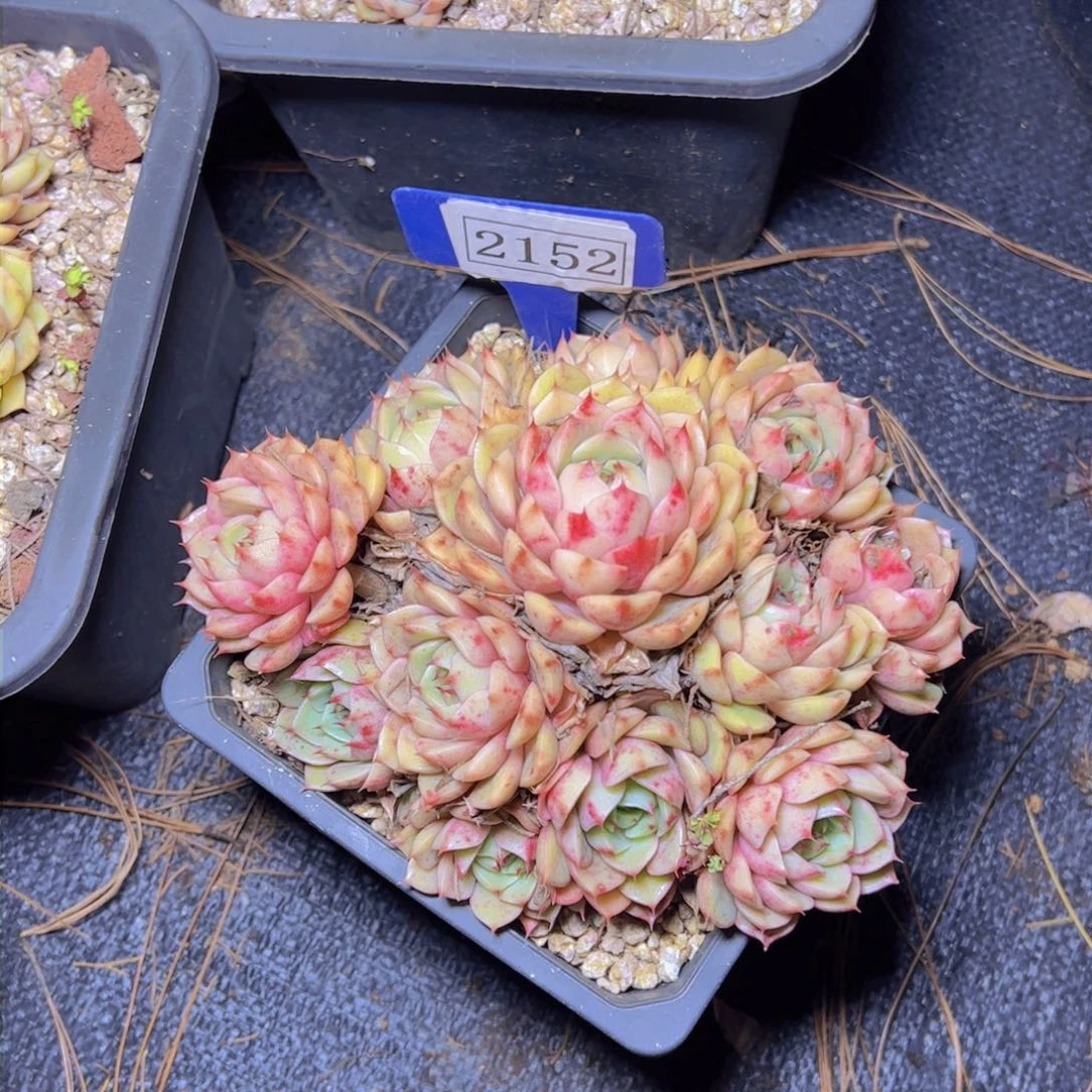 云**轻苯吧2152多肉植物带盆