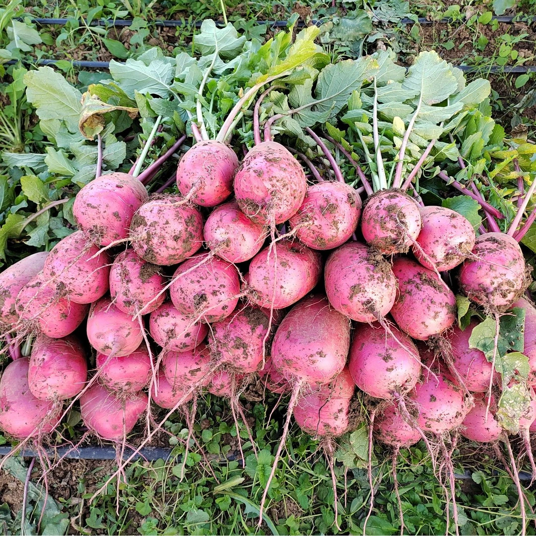 农家种植水果萝卜冰激凌萝卜紫霞仙子