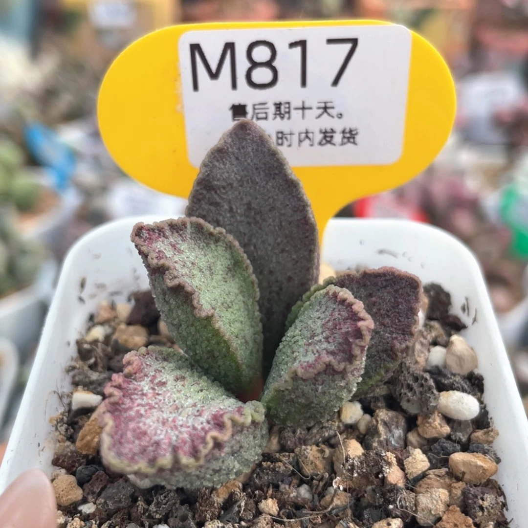 昭君。 817。