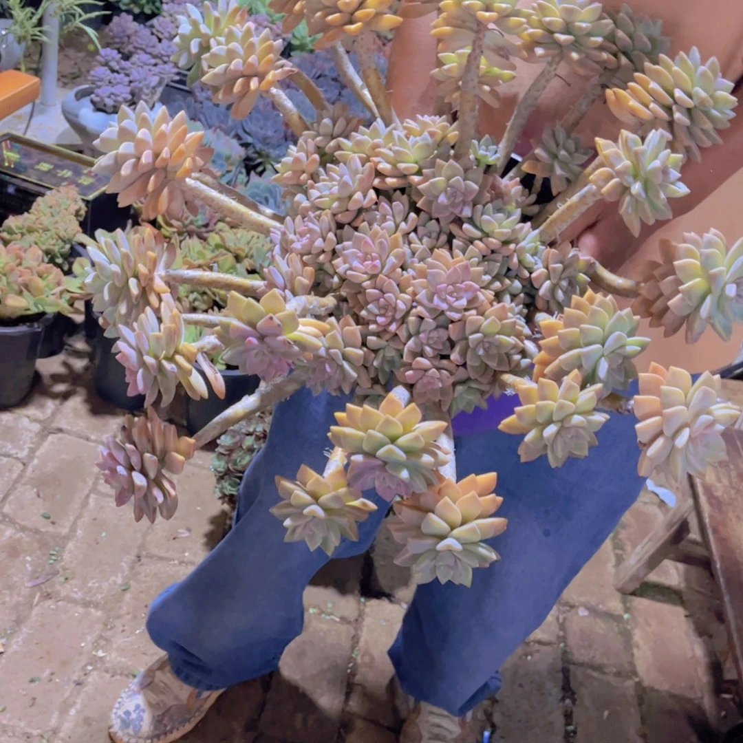 木***人多肉植物保护研究所