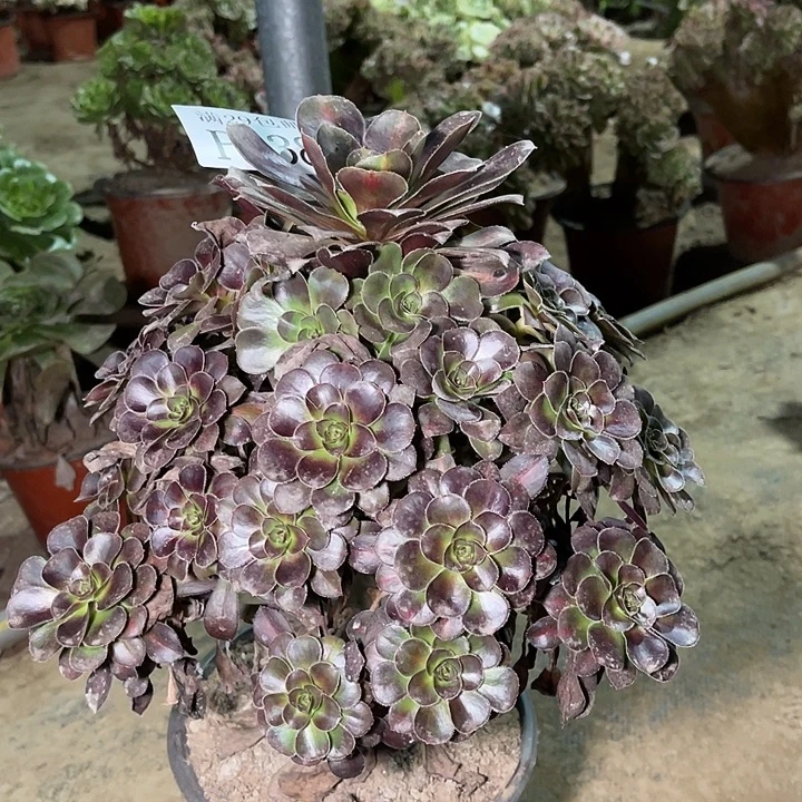 638黑圆叶多肉植物