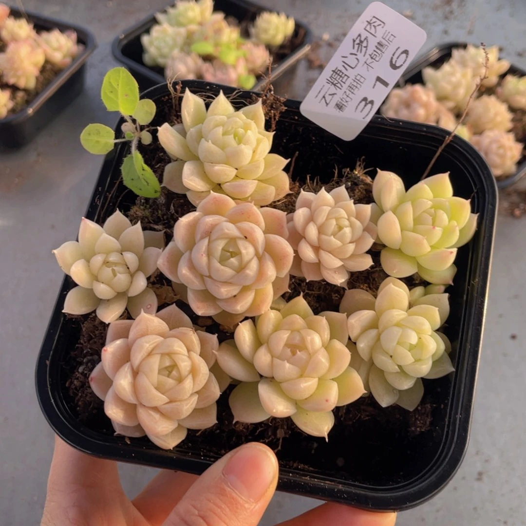云糖心多肉植物316