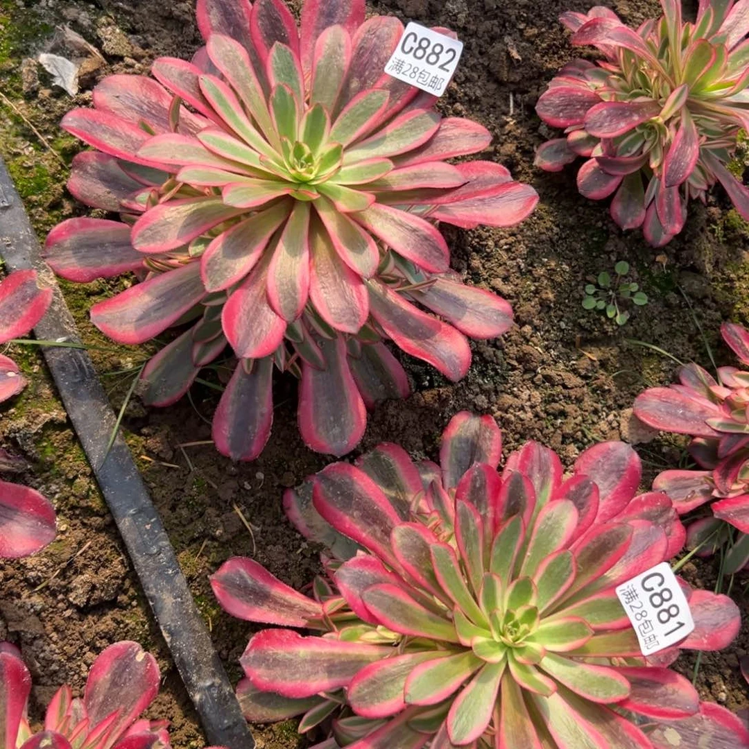 882-881  多肉美杜莎