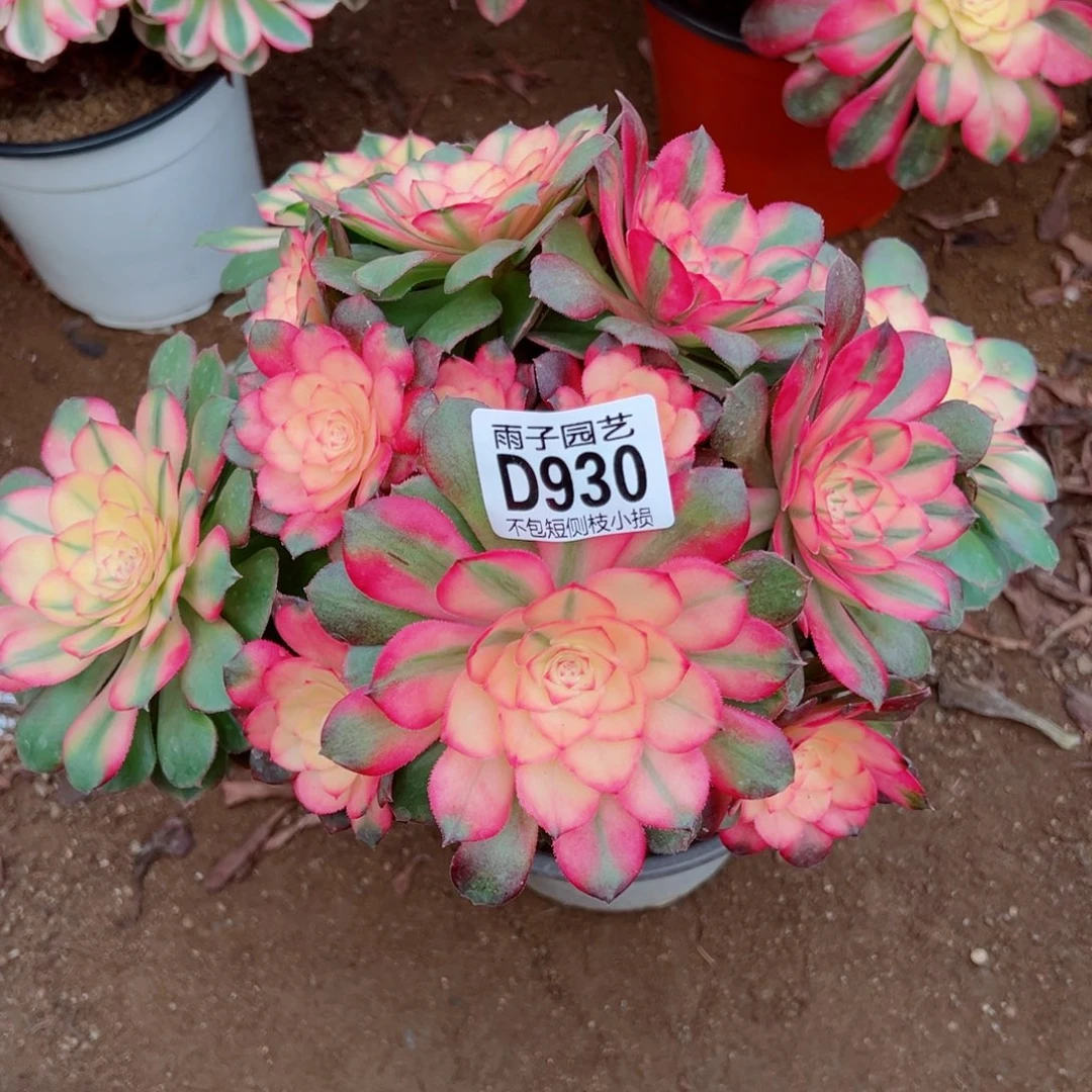 930荔枝雨子多肉植物