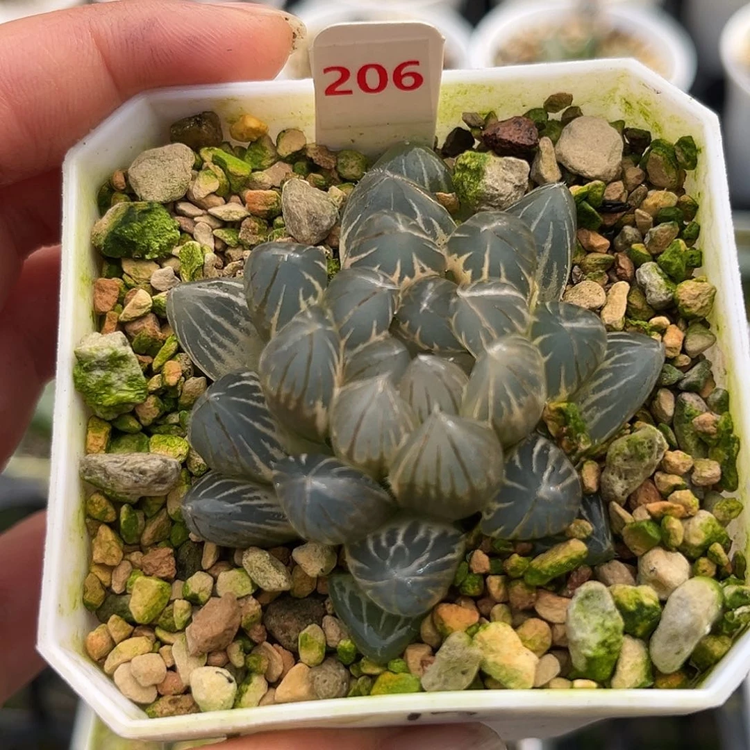 206糊斑白锦霓虹玉露锦