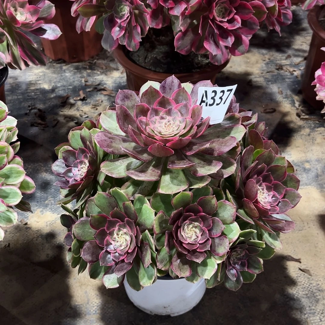 多肉植物粉花妖337多肉