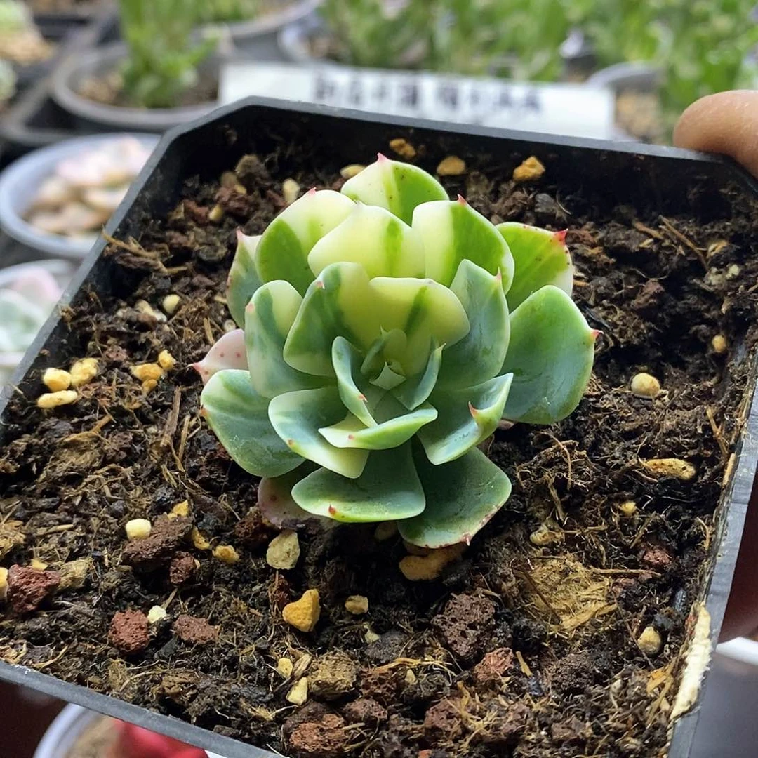 1729海啸花脸锦多肉