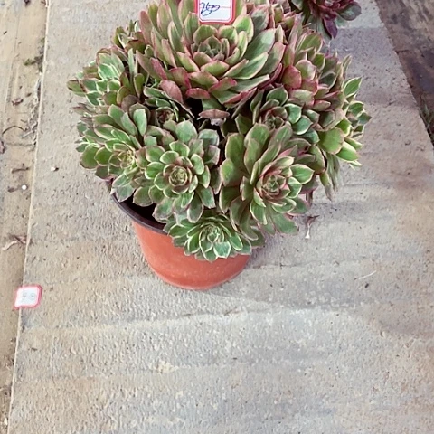 莲花座多肉法师250号