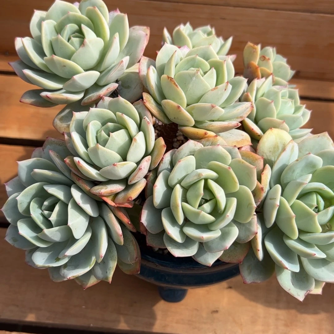 女*恋曲多肉植物好看