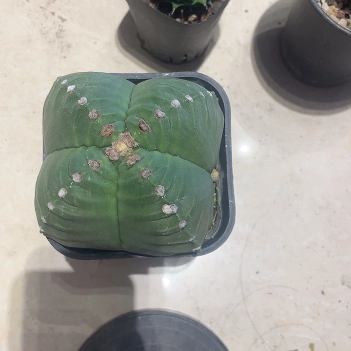 实生四角鸾凤玉仙人球一颗