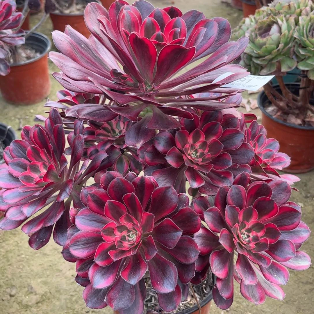 791丽娜多肉植物法师