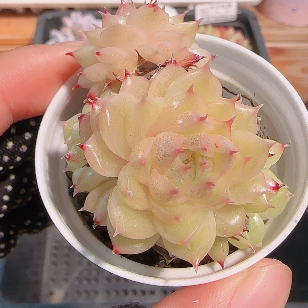 多肉1029--188油亮包子麦秆