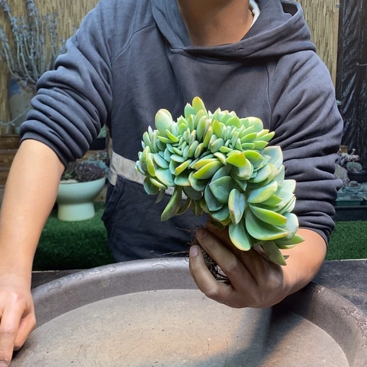 萍***果462号白凤多肉植物