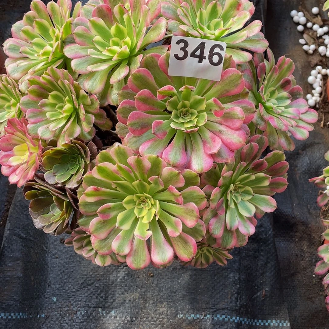 多肉法师346号辉煌发货不包损