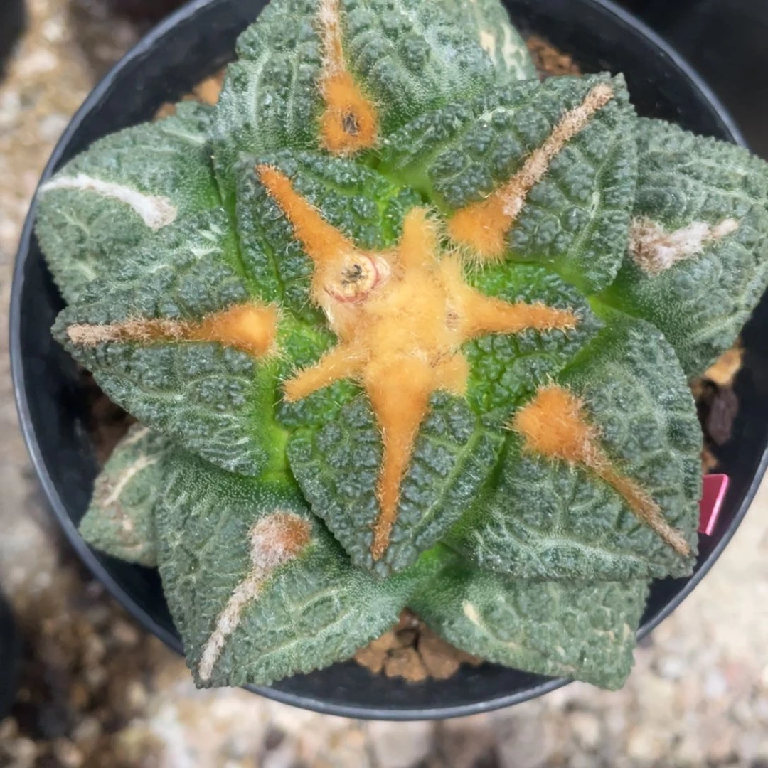 实生金毛龟甲牡丹福利