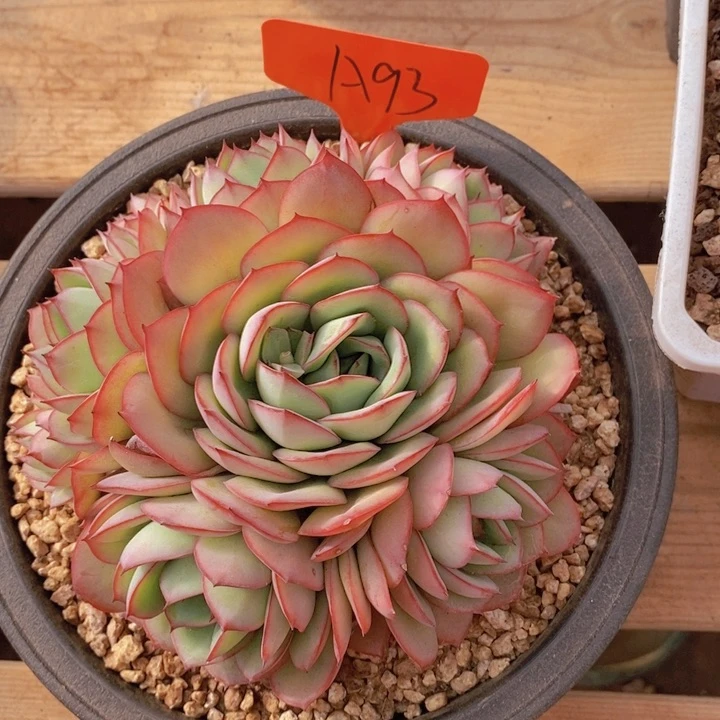 这个我就知道这点