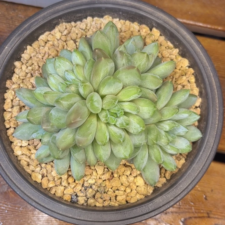 一物一拍，迷雾森林。