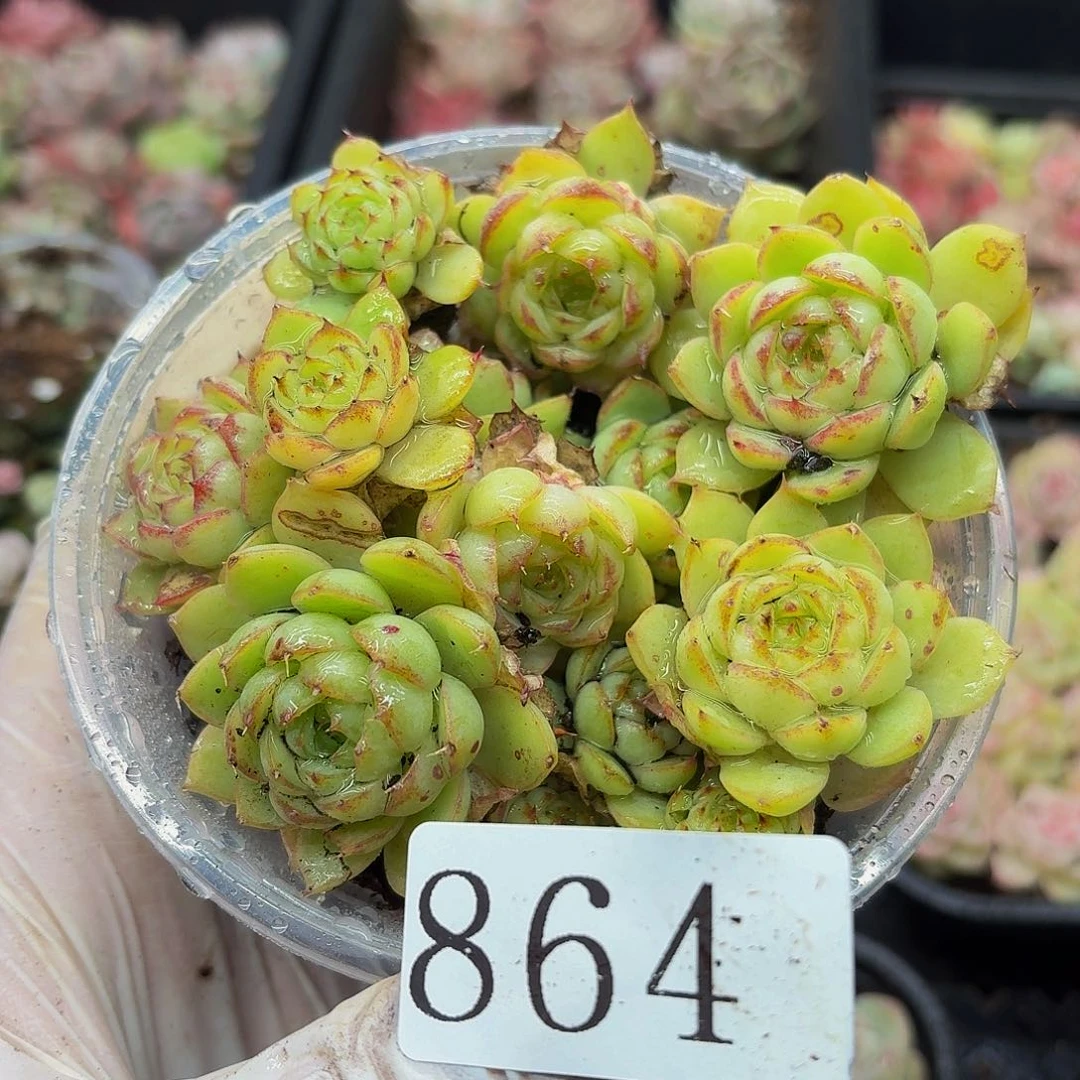 有****～多肉植物多肉植物864