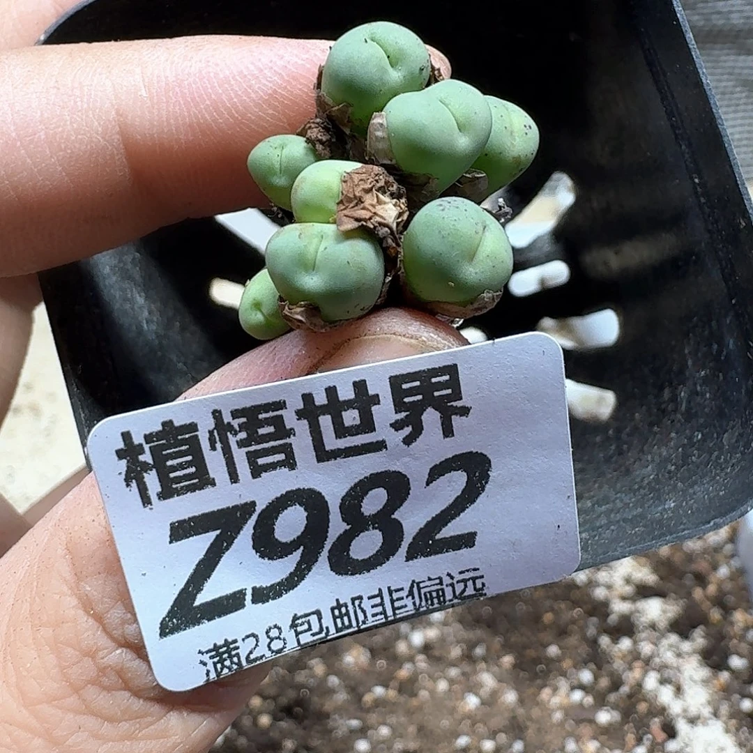 多肉植物的人生fgbn