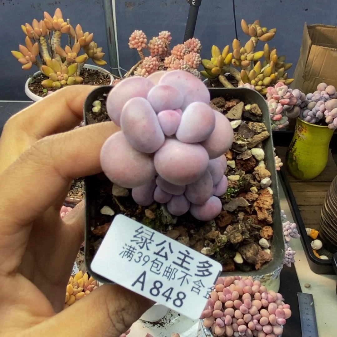 848芭比奶多肉4c m