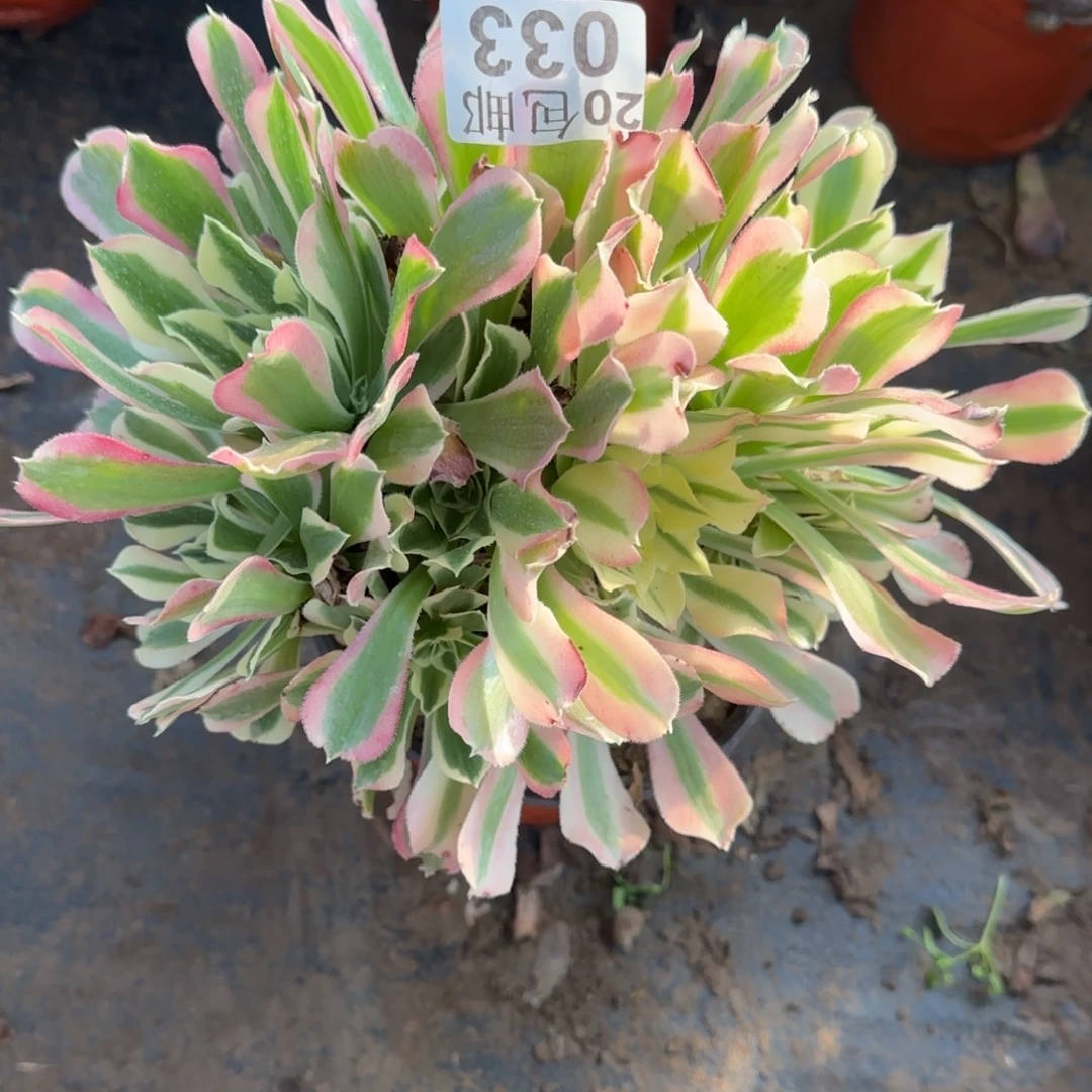 雨花石033满20包邮断枝不包