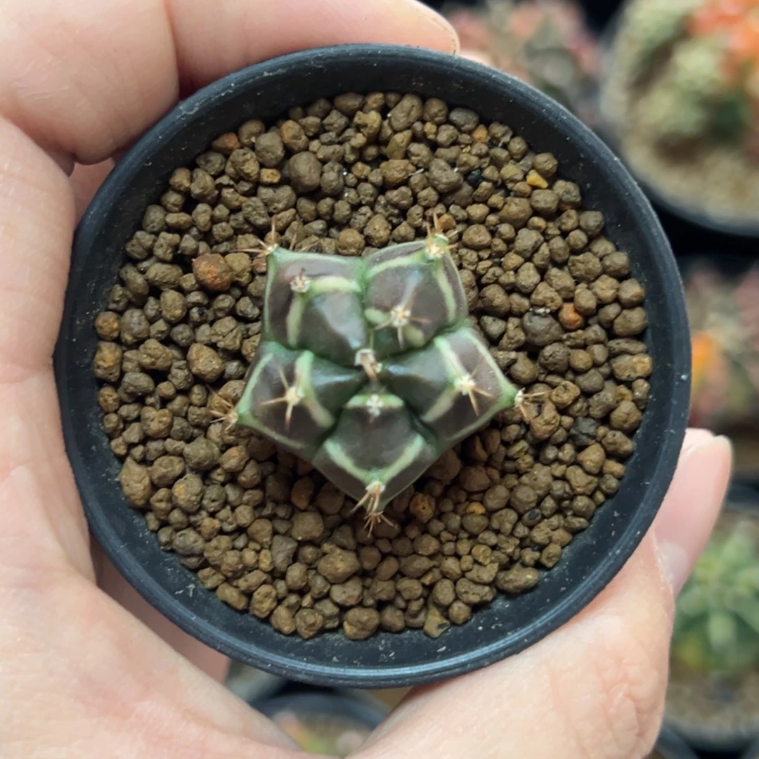 五棱米哈侧芽自根带盆土发货18