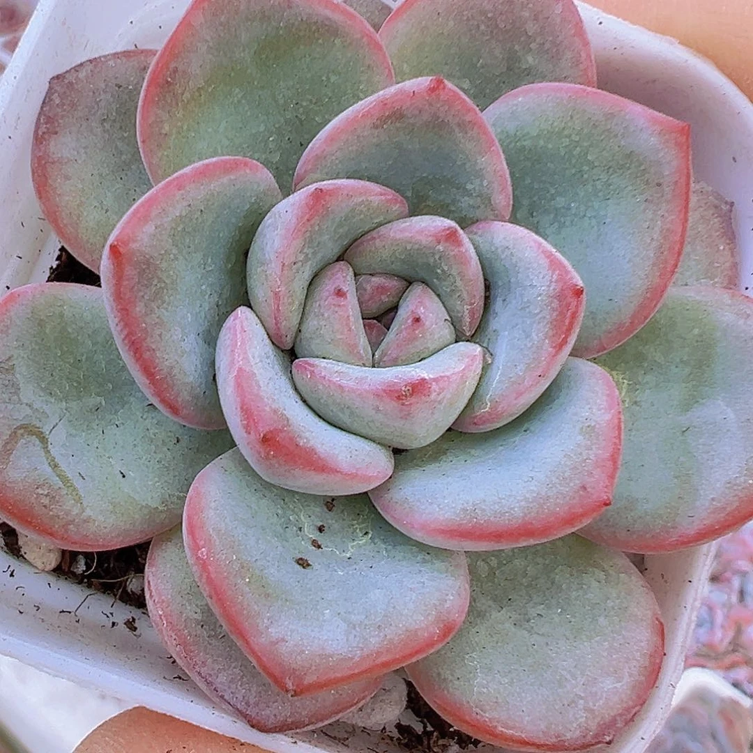 奶油泡芙19包邮多肉