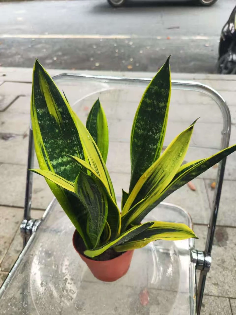 金边虎皮兰盆栽植物室内办公室绿植