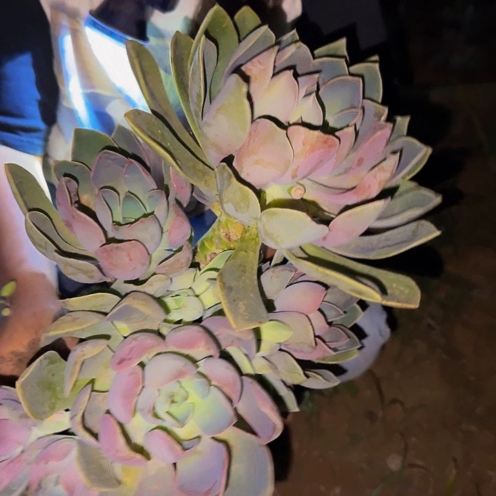 ＊****琼斯 一颗 不包损14号