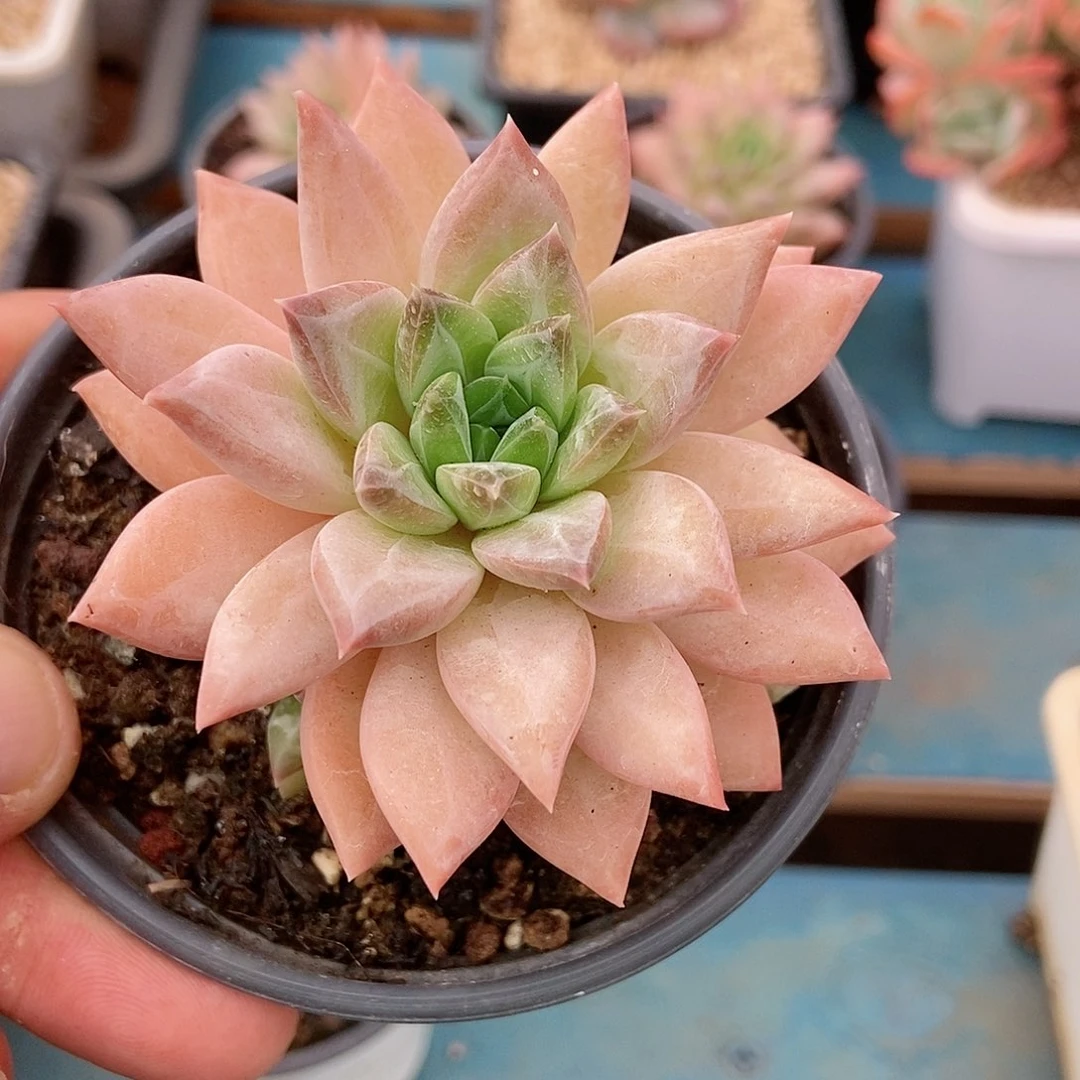 【闪购商品】种****✨水晶茉莉