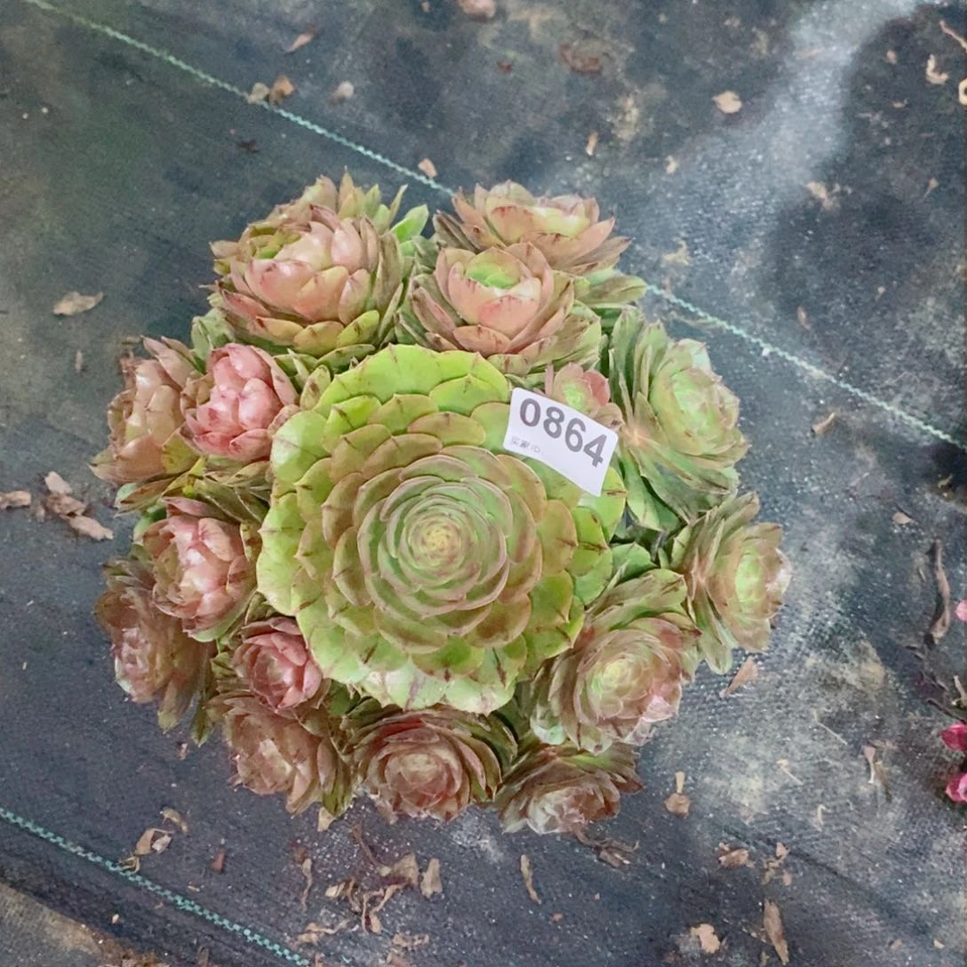 万拉丝864多肉1111