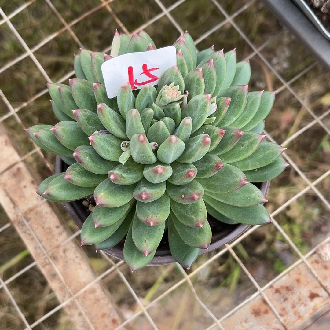 七**望惠兰。  15。  11111111