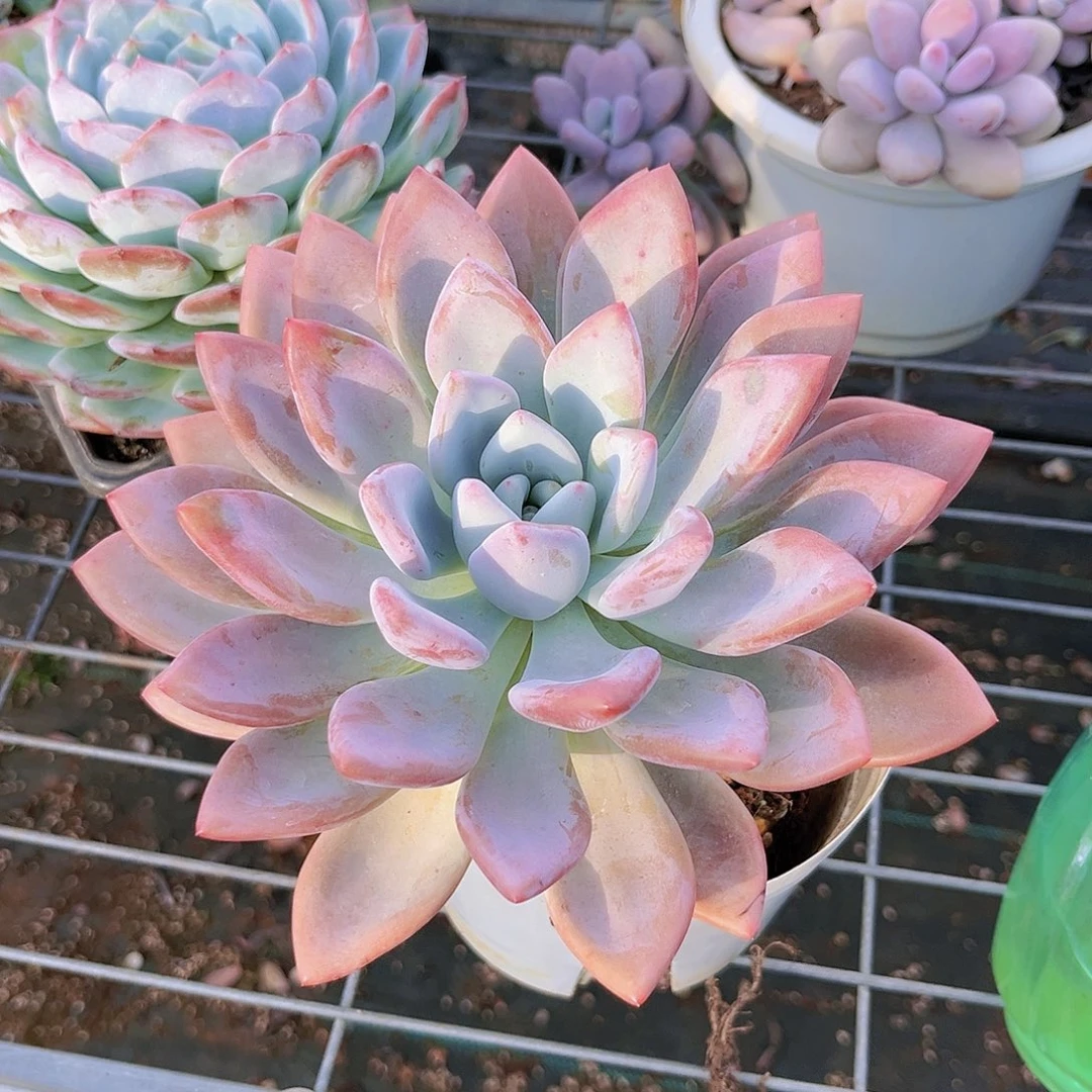 23号8899999999999999988