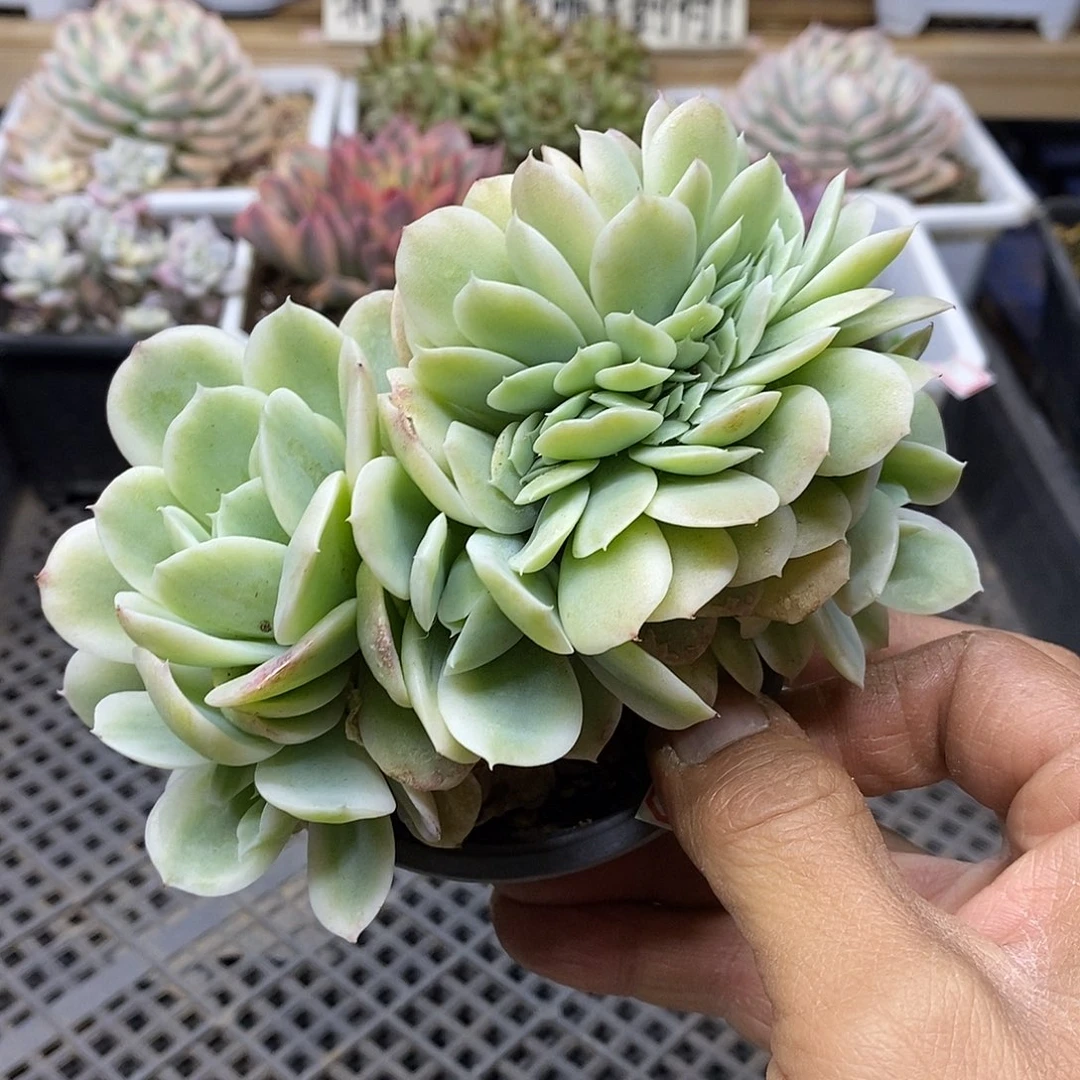 3104 小白龙覆轮锦缀