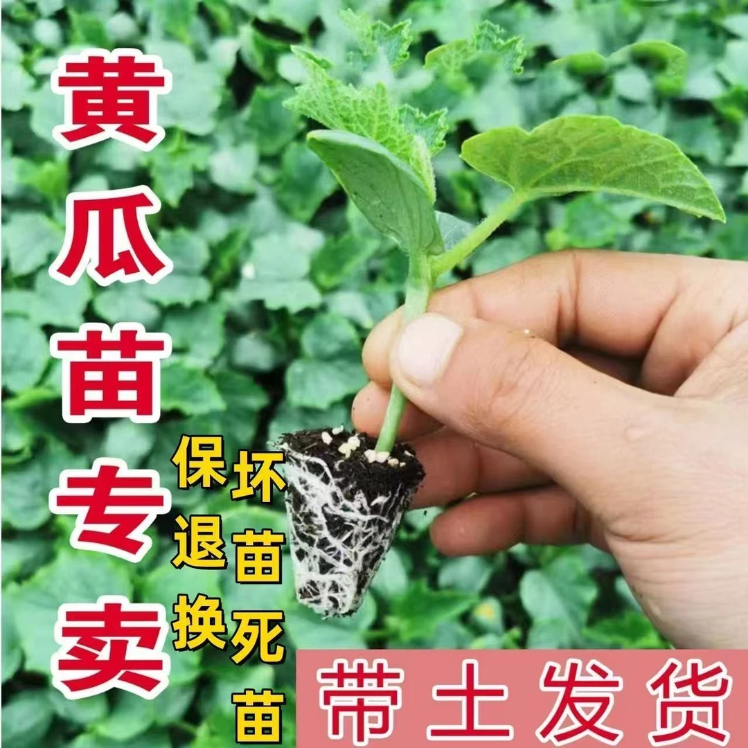 黄瓜秧苗带土各种黄瓜苗水果黄瓜苗旱黄瓜苗秧苗四季阳台庭院种植